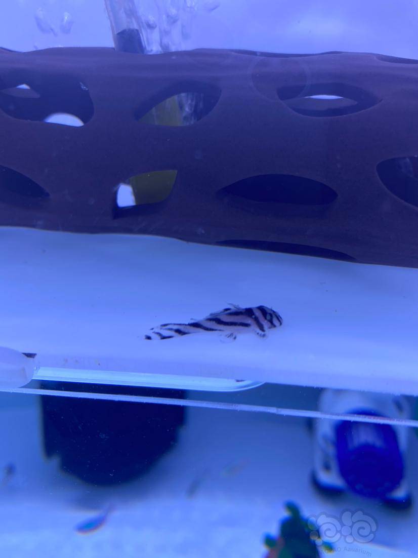 这是白点还是水霉