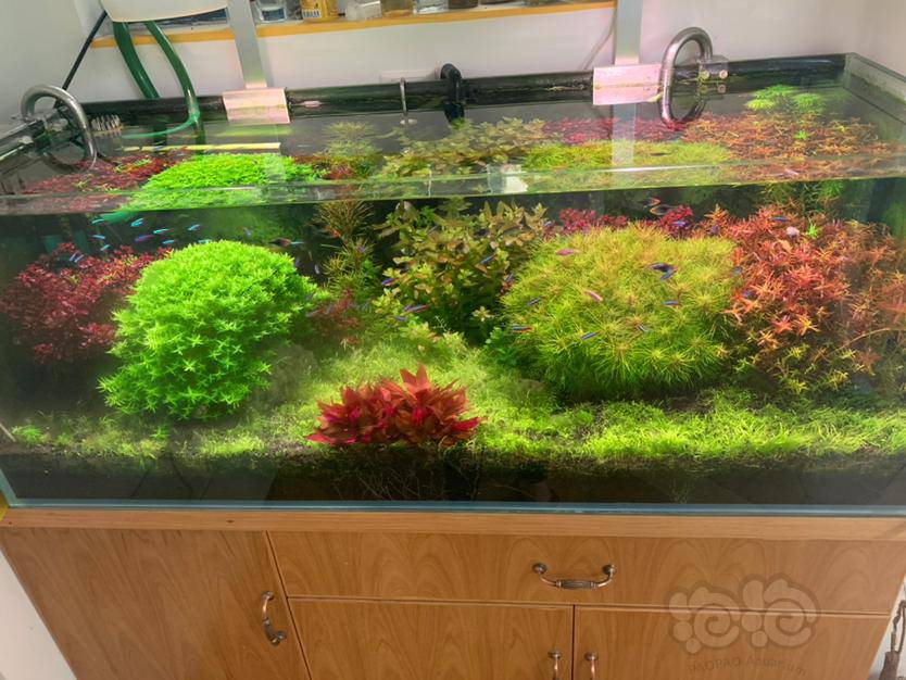 绿宫廷粉宫廷紫红丁香粉虎耳太阳草火花百叶紫百叶