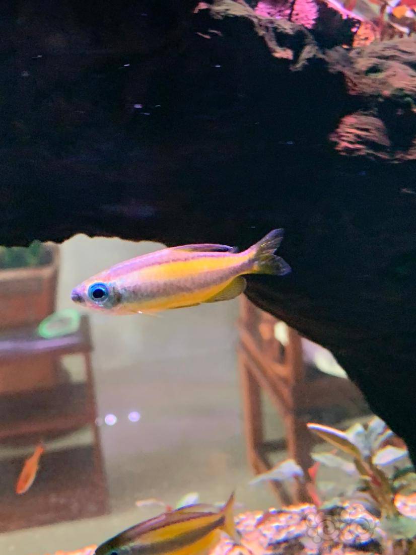 【灯科鱼】晒晒小鱼 新来的有些瘦