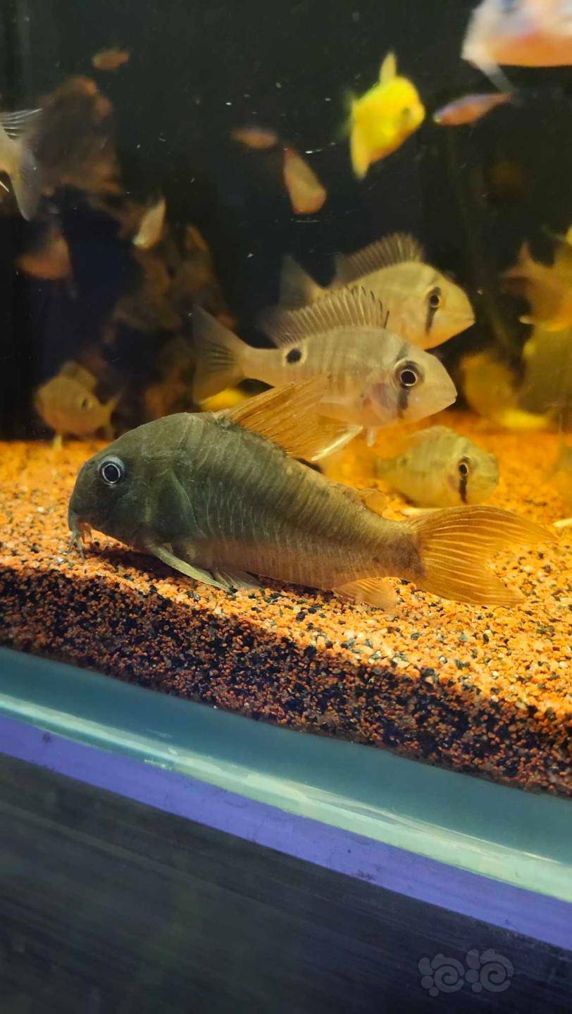 【鼠鱼】超级红帆鼠大个头
