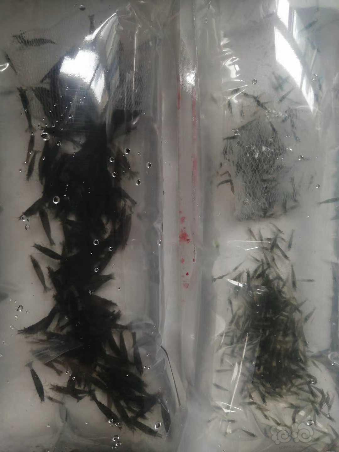 批发零售黑壳虾普通虾20左右