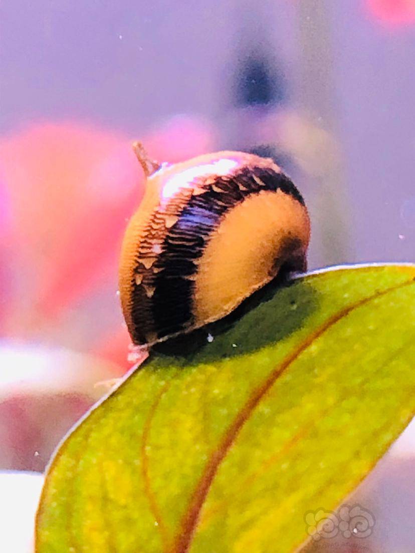 勤劳的蜜蜂角螺