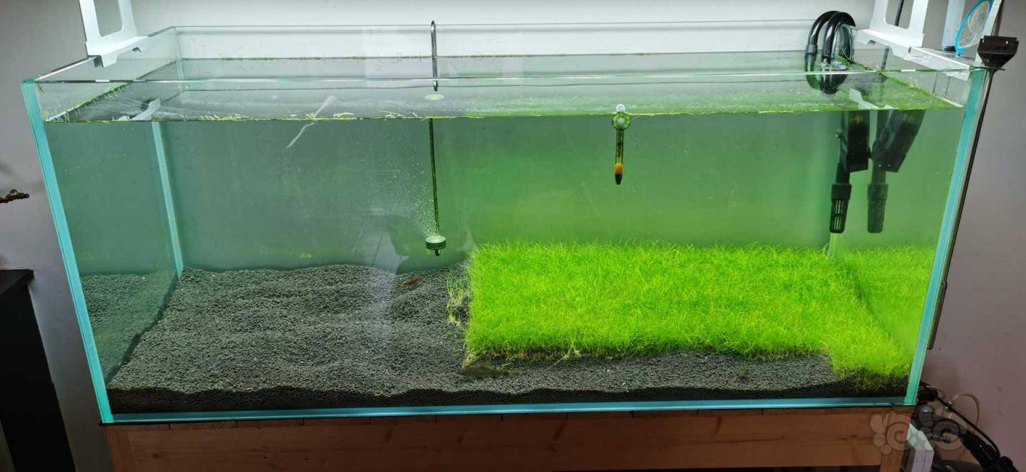 水草交易 甩卖迷你牛毛水草因为准备开缸造景没有地方所以现在处理