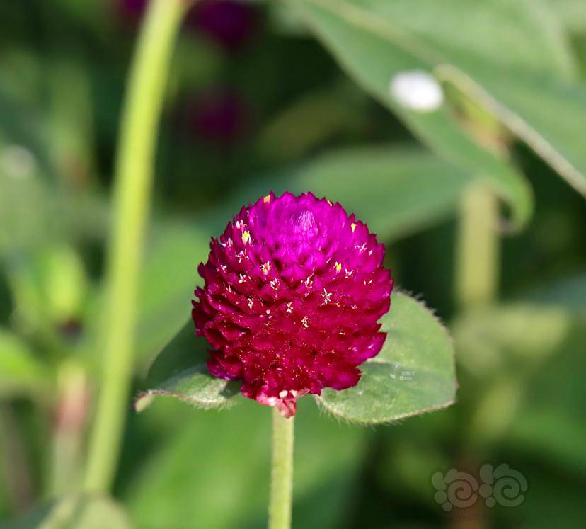美丽的花松塔