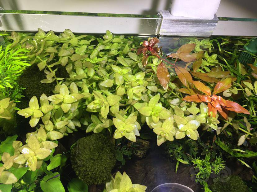 便宜出火烈鸟椒草迷你椒草
