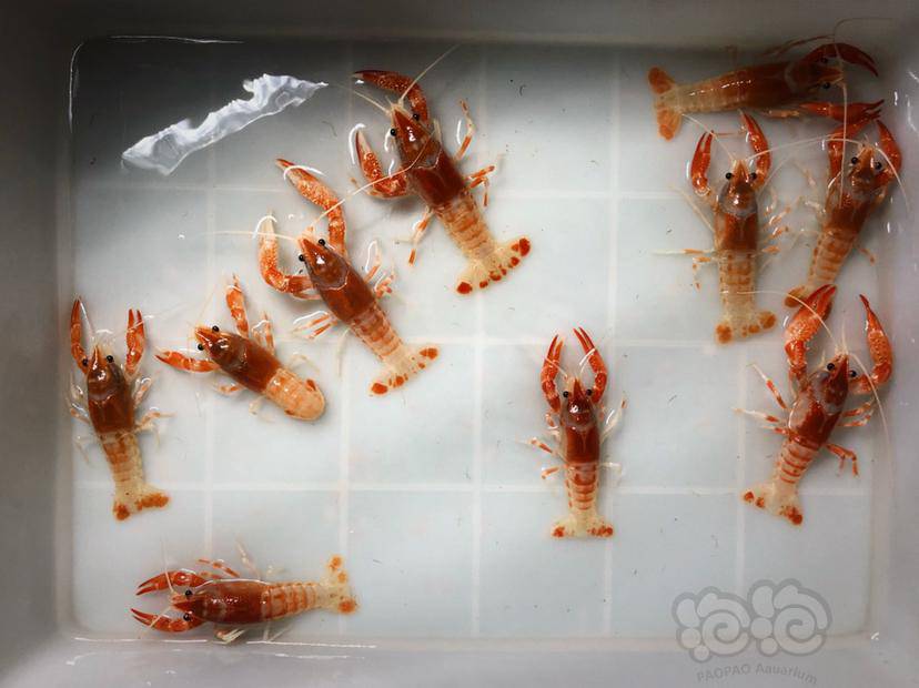 鳌虾橘幽灵鳌虾苗子08到1厘米100只起批