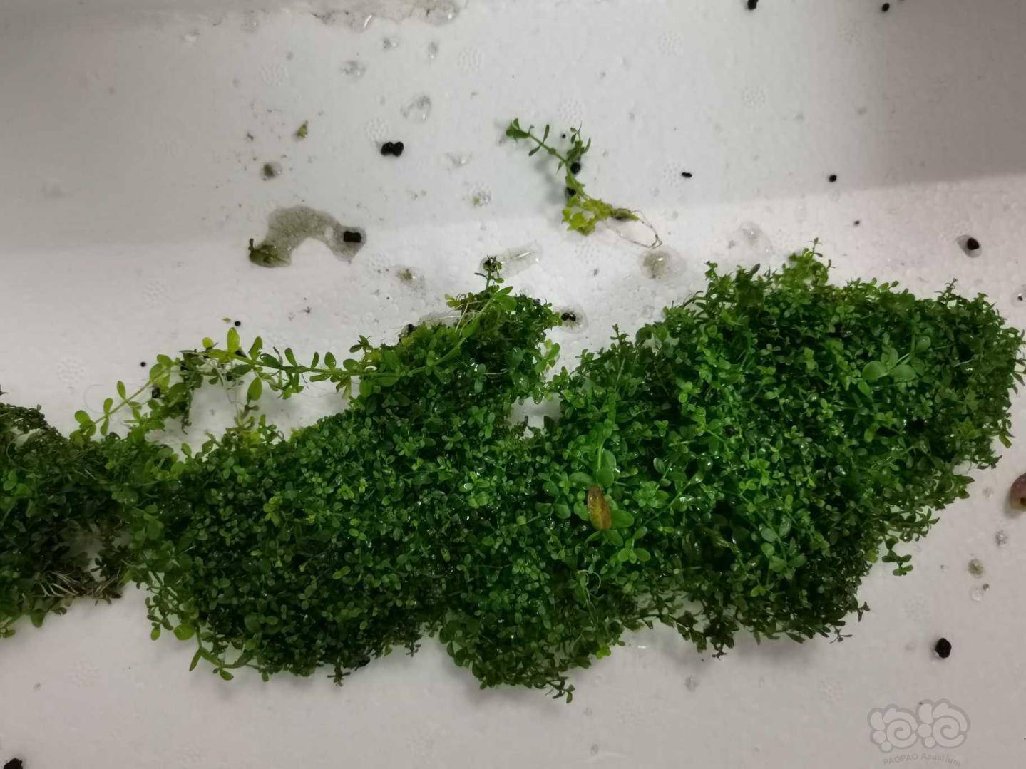 水草交易 南美小圆叶大概80到100颗还有一块爬地矮珍珠1439_1079