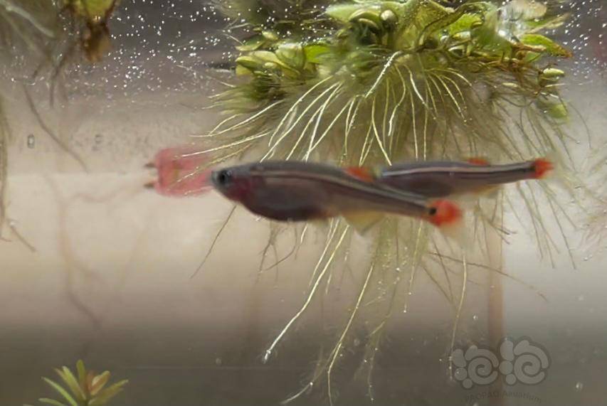 灯科鱼白云金丝这是怀孕了还是太肥了