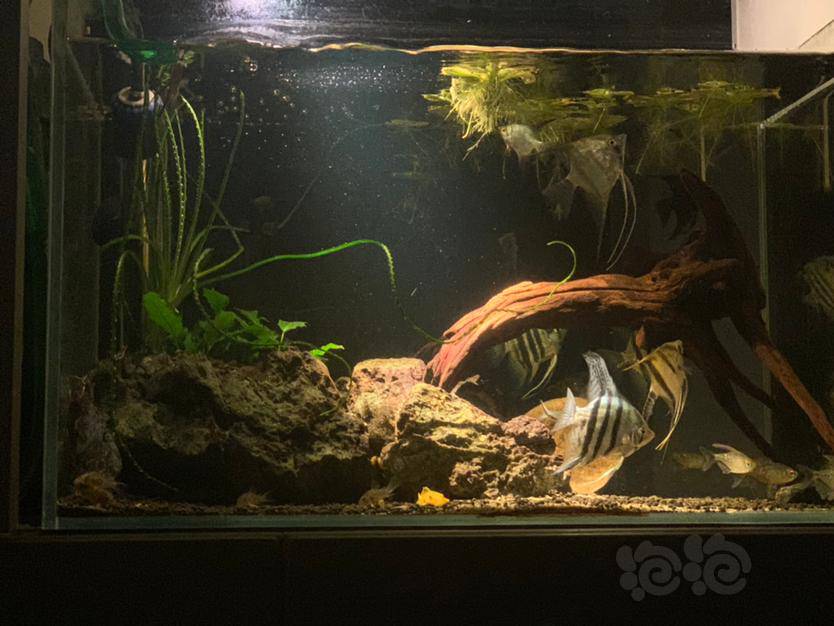 其它搞的一个南美缸