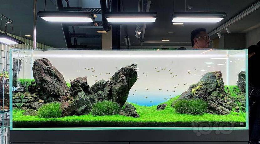 简洁,石头 迷你牛毛