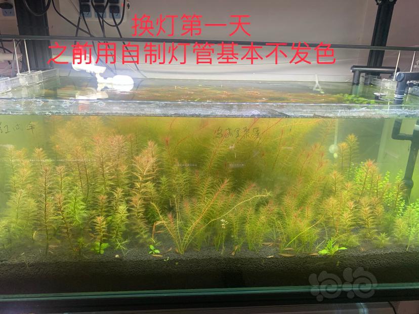 高性价比水草灯来了尼奥工作室草房专用灯