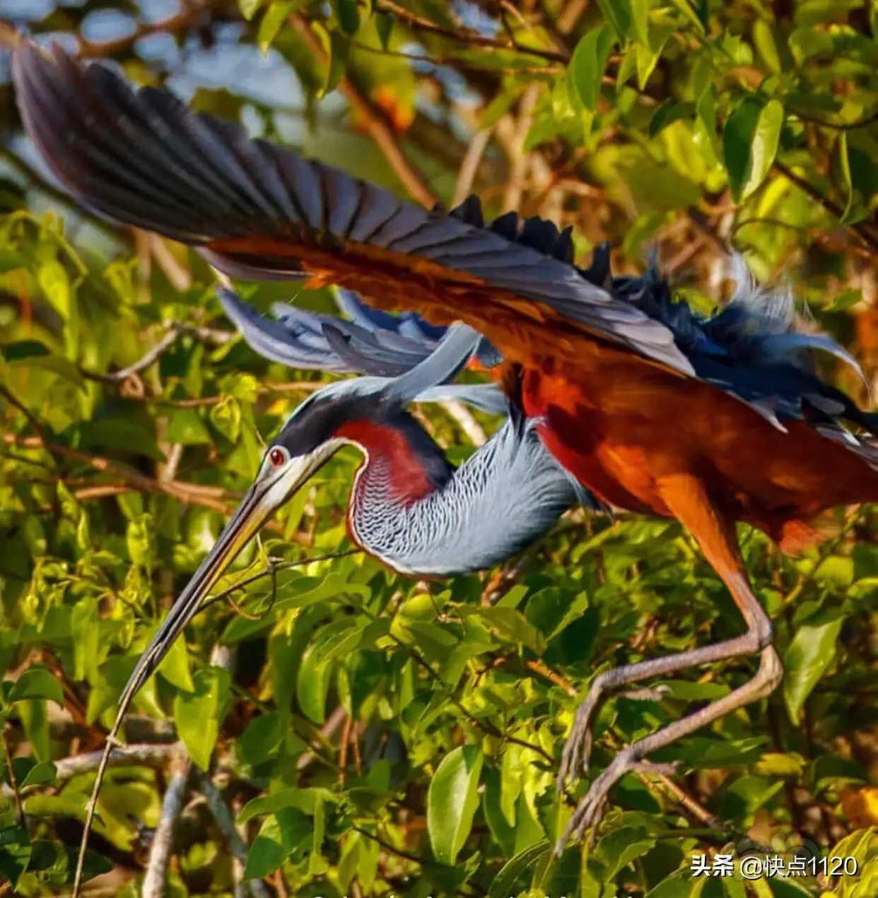 动物世界栗腹鹭agamiheron