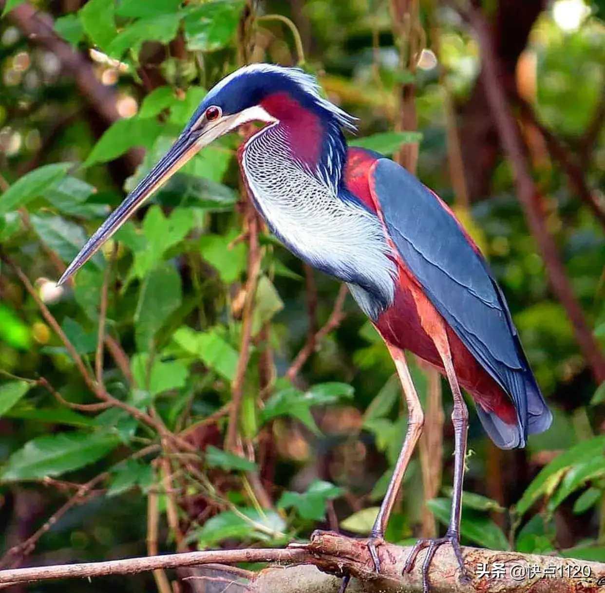 动物世界栗腹鹭agamiheron