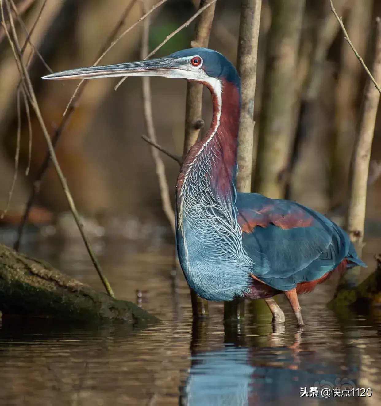 动物世界栗腹鹭agamiheron