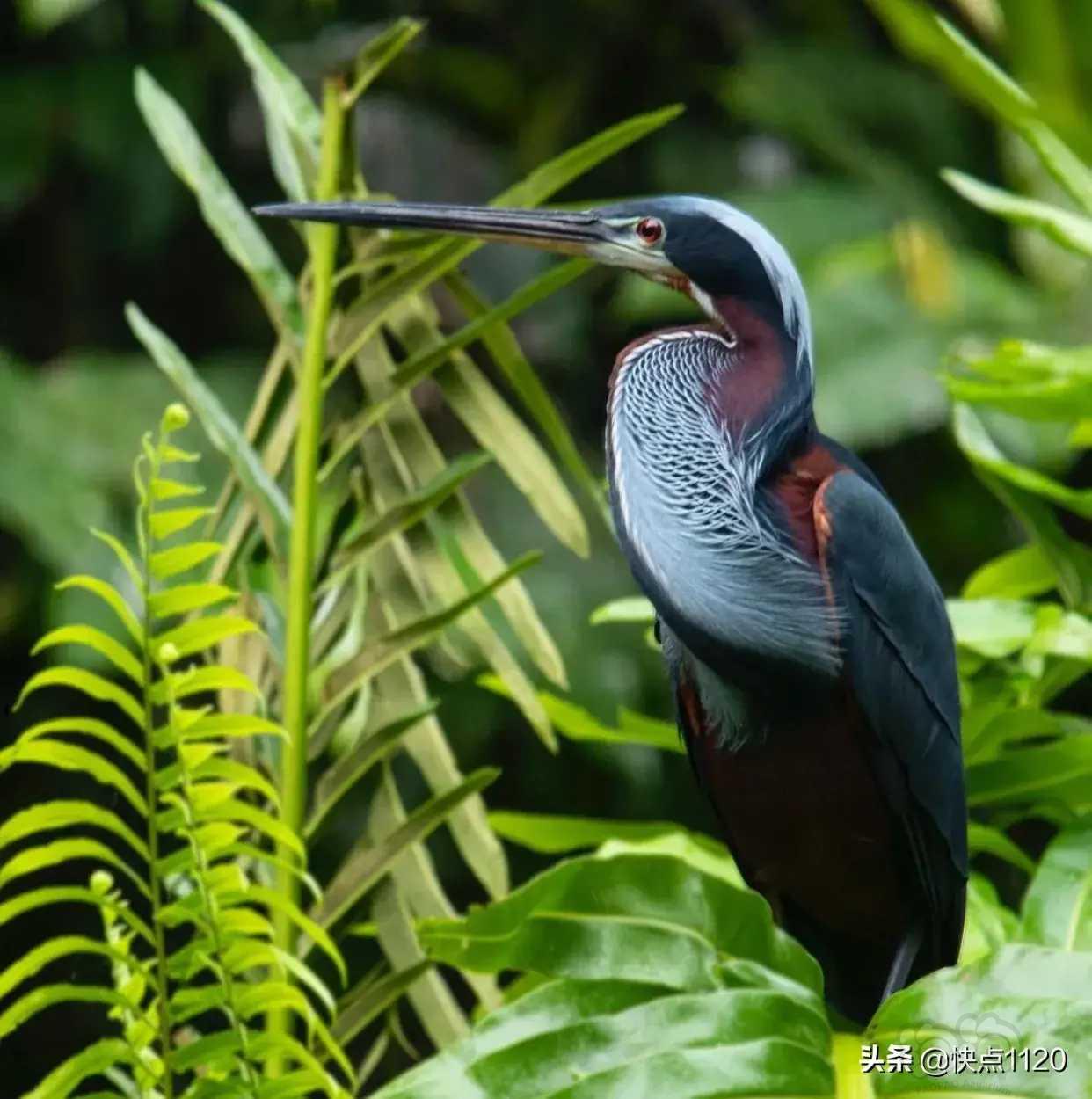 动物世界栗腹鹭agamiheron