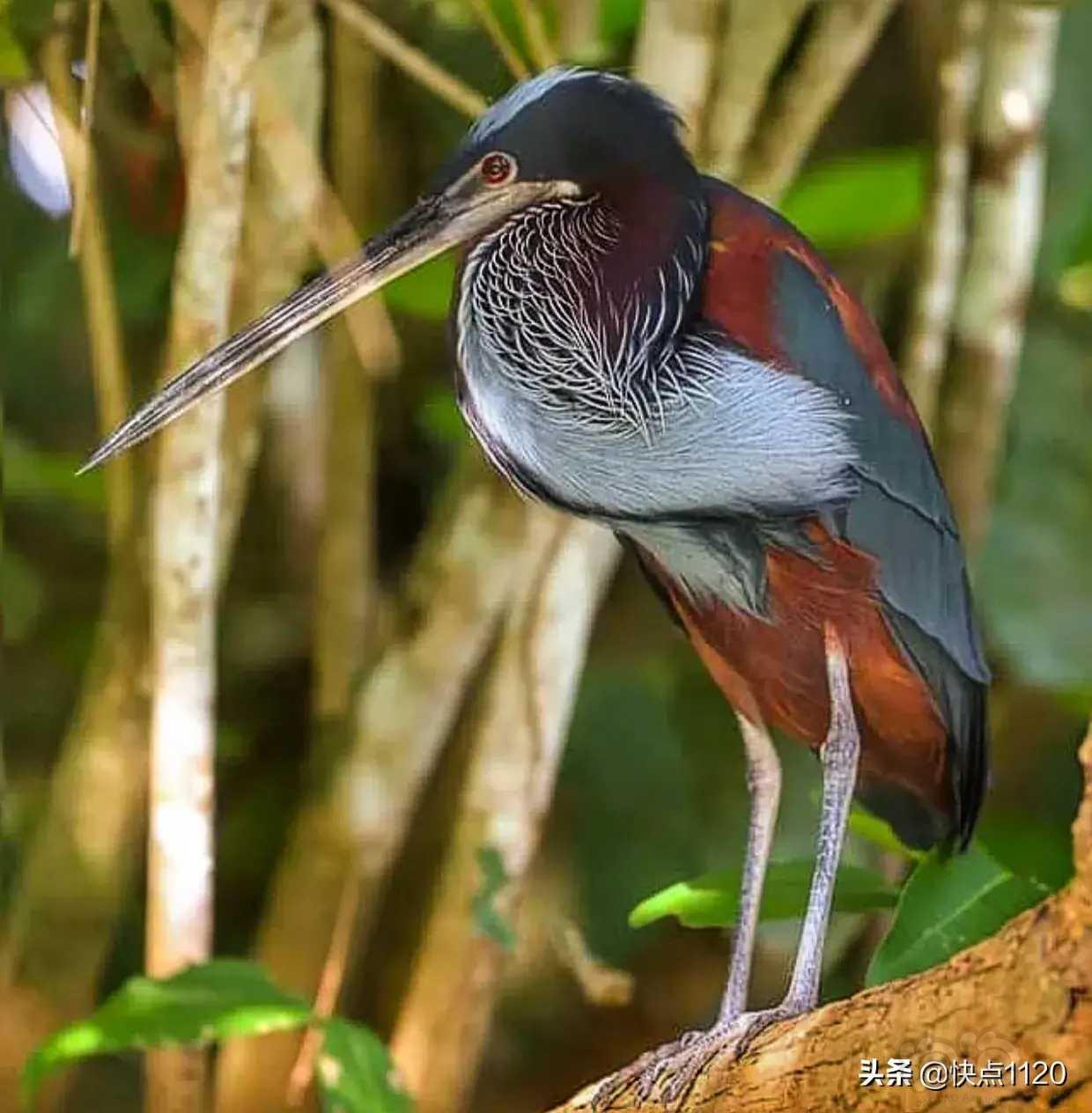 动物世界栗腹鹭agamiheron