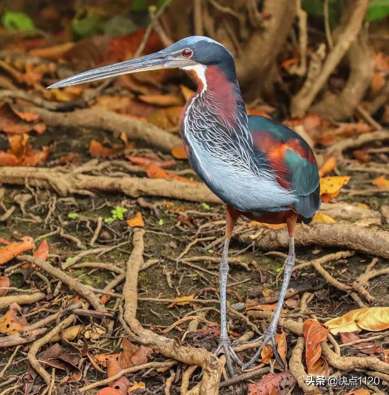 动物世界栗腹鹭agamiheron