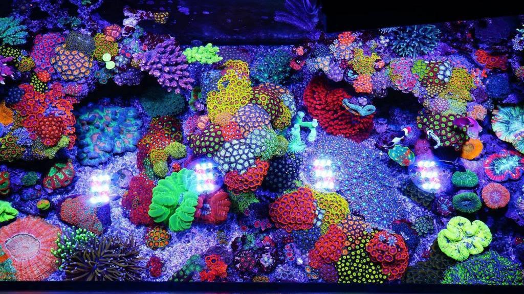 90加仑的珊瑚缸