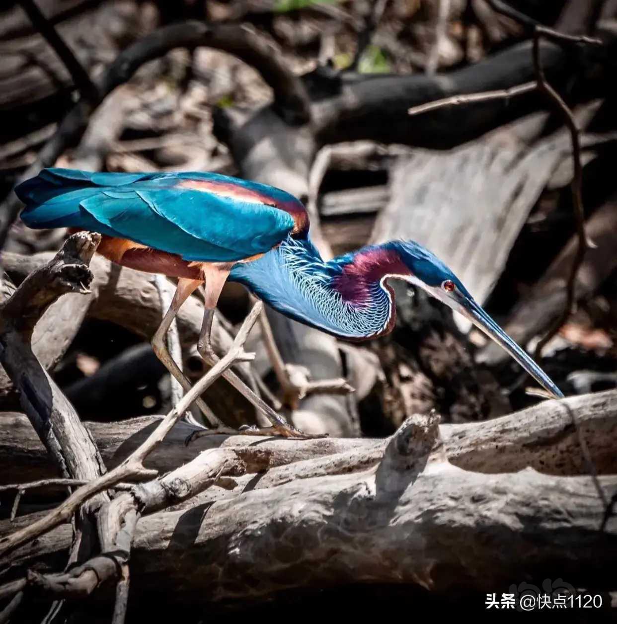 动物世界栗腹鹭agamiheron