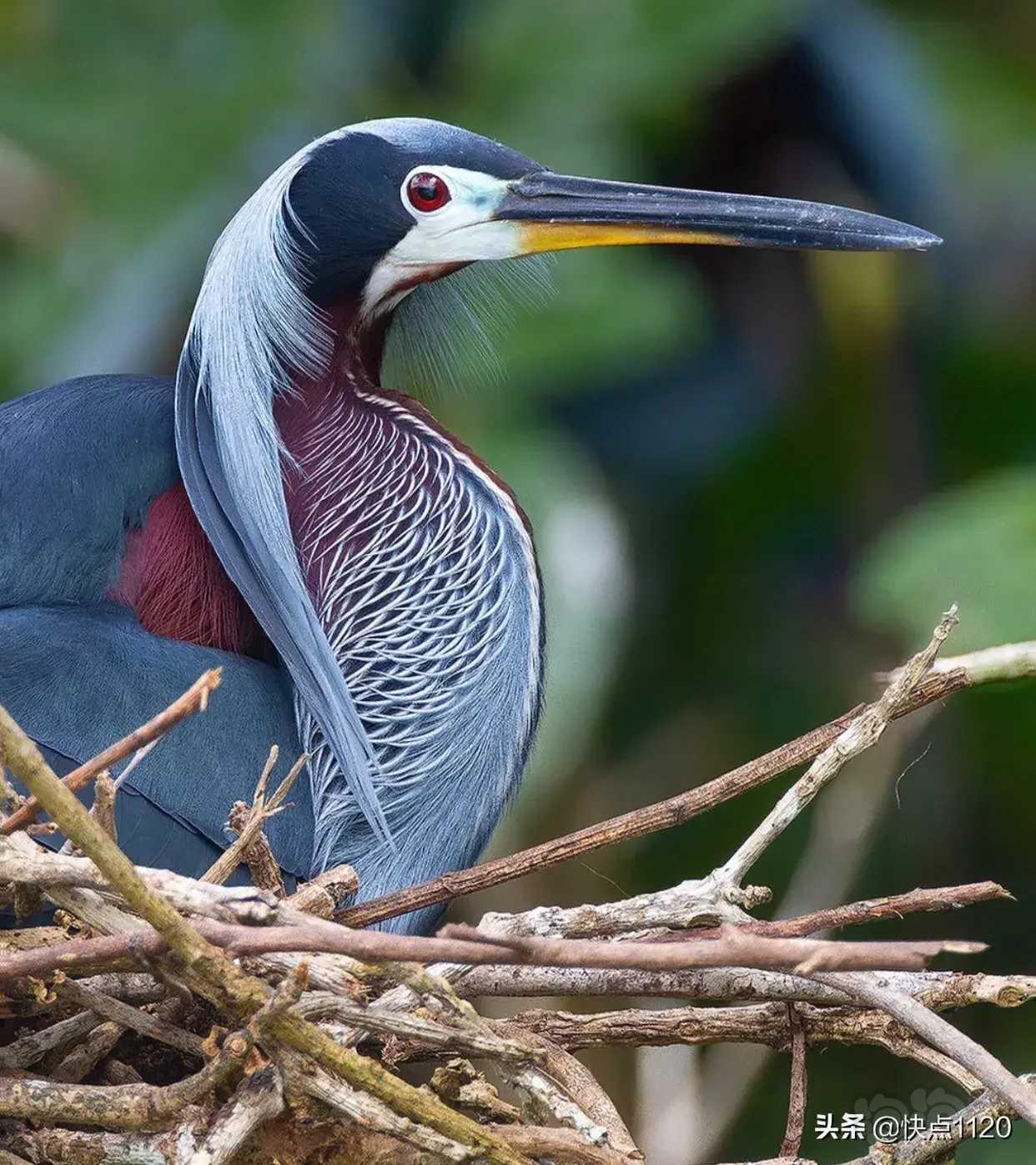 动物世界栗腹鹭agamiheron