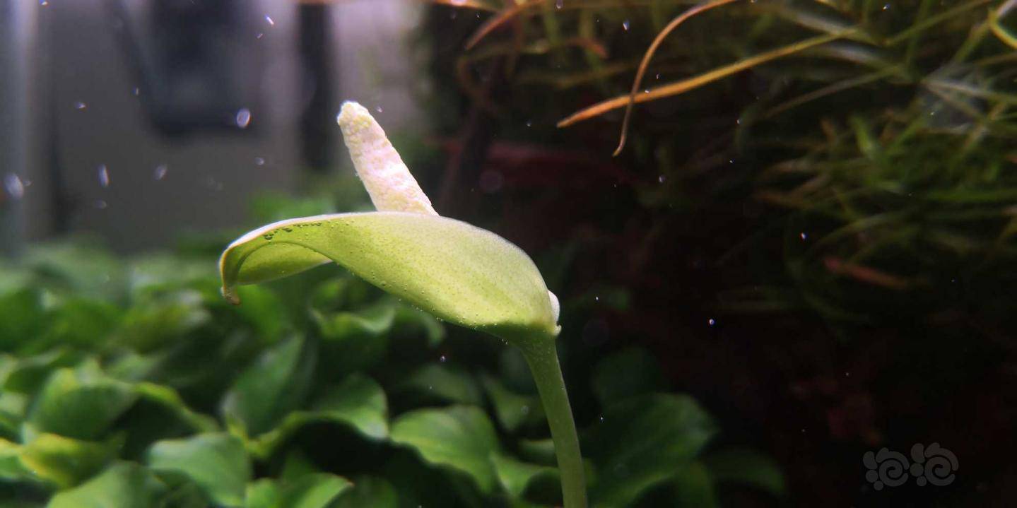 水榕开花了