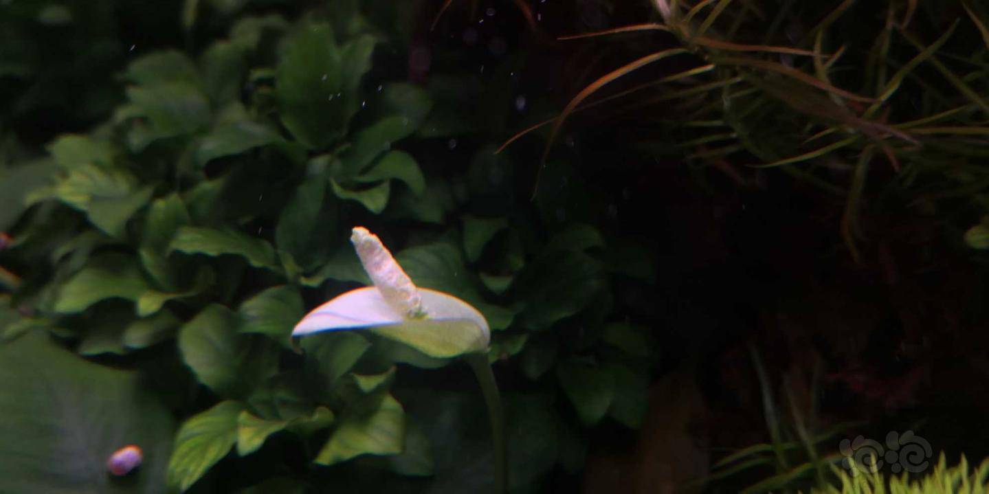 水榕开花了