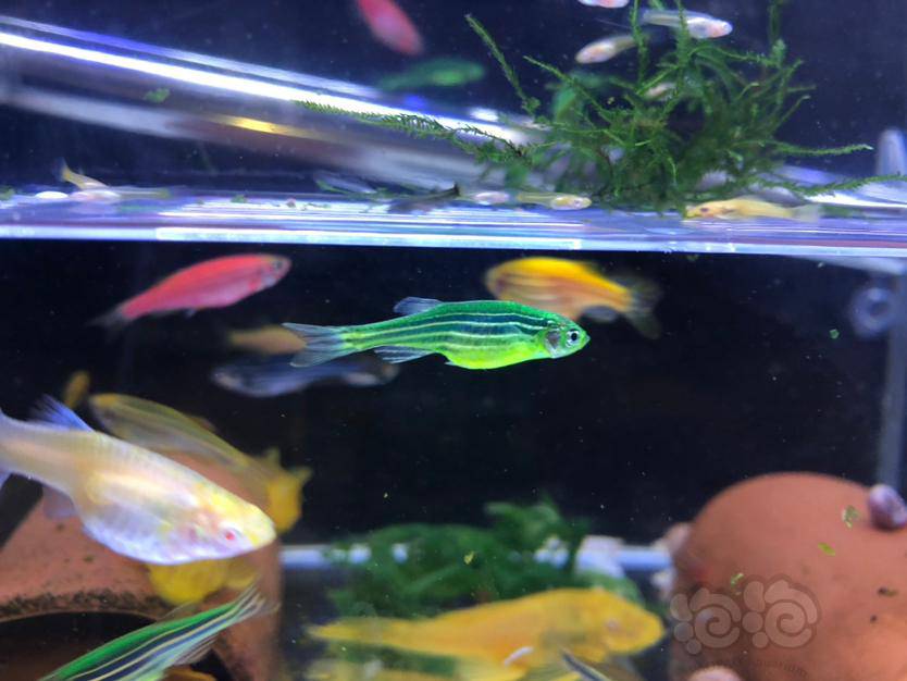 斑马鱼求救!