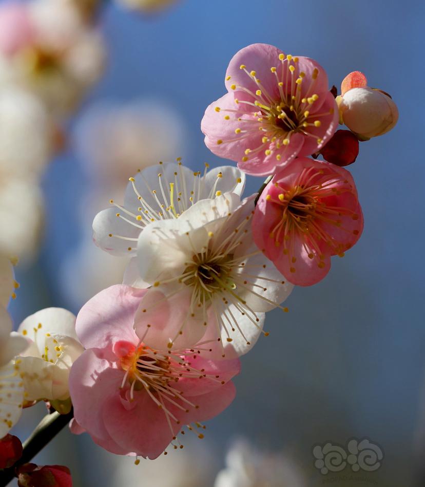 两种颜色的梅花