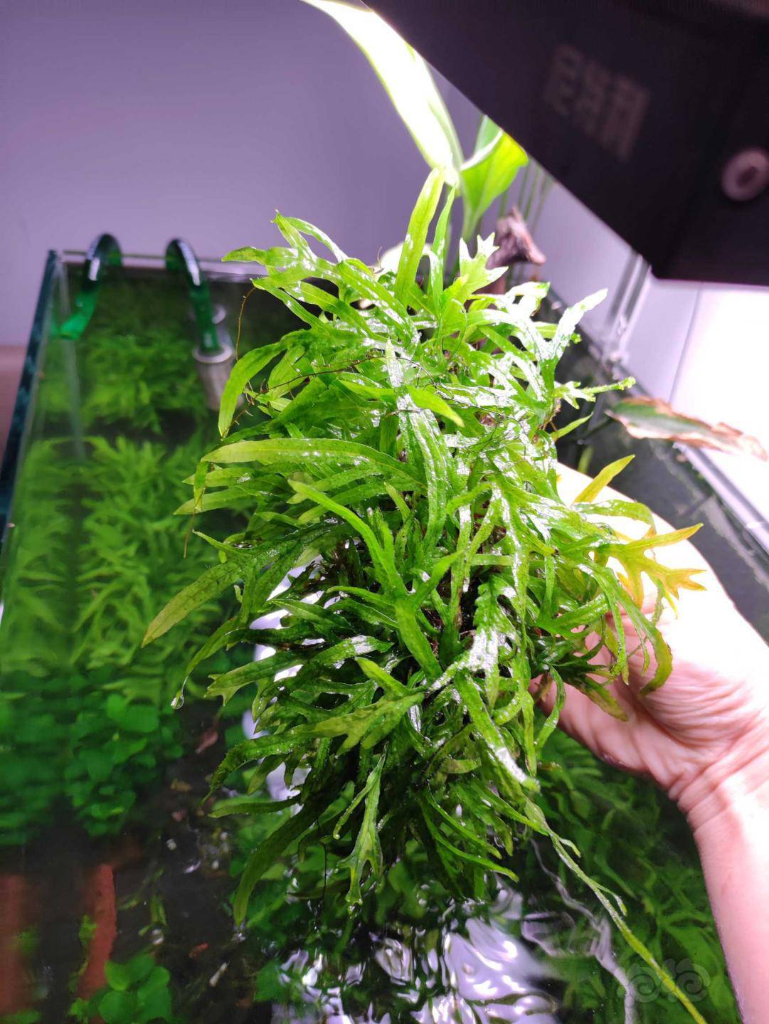 阴草套餐图一全部