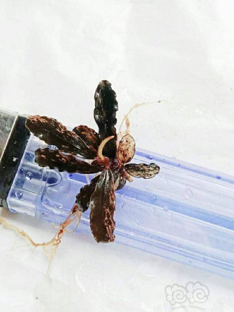 证明我还在