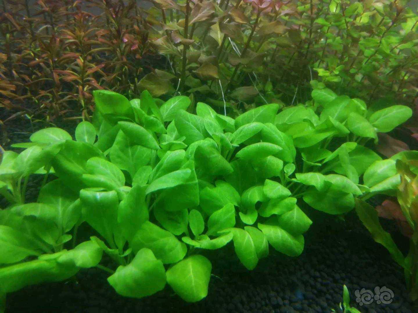 水草63非偏远地区包邮红丝青叶15紫三角10南美圆叶15小红莓20绿宫廷20