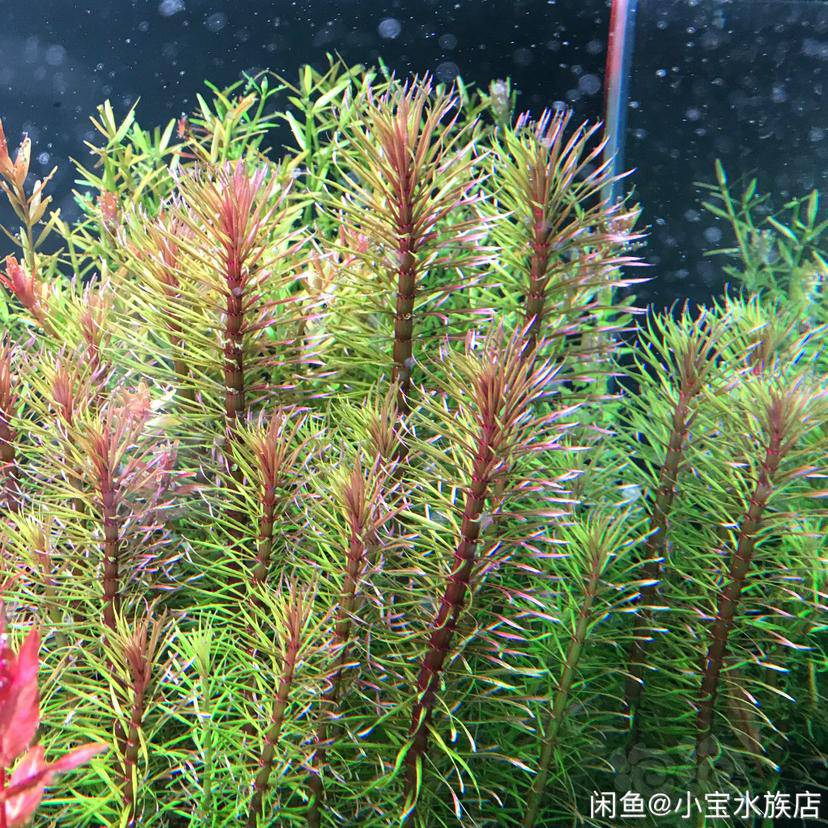 求购求购百叶太阳也需要一些其他的草