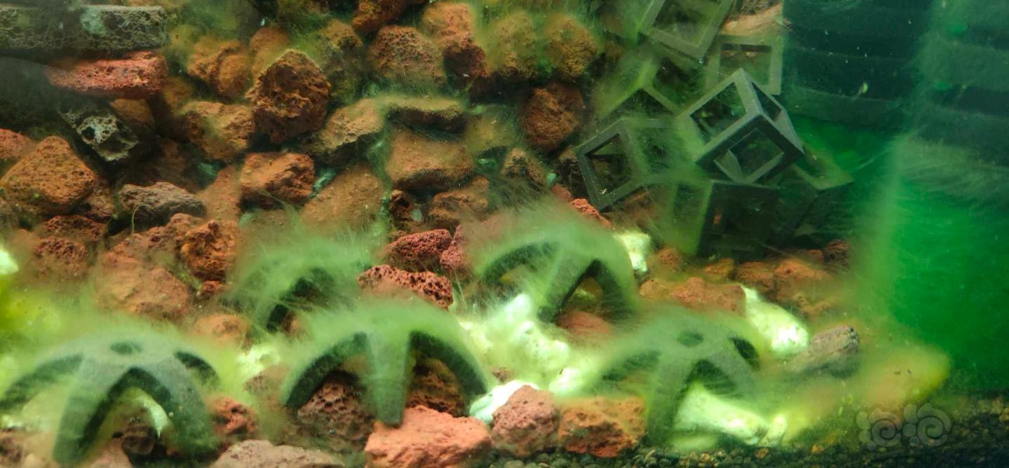 苏虾开缸养短绒藻
