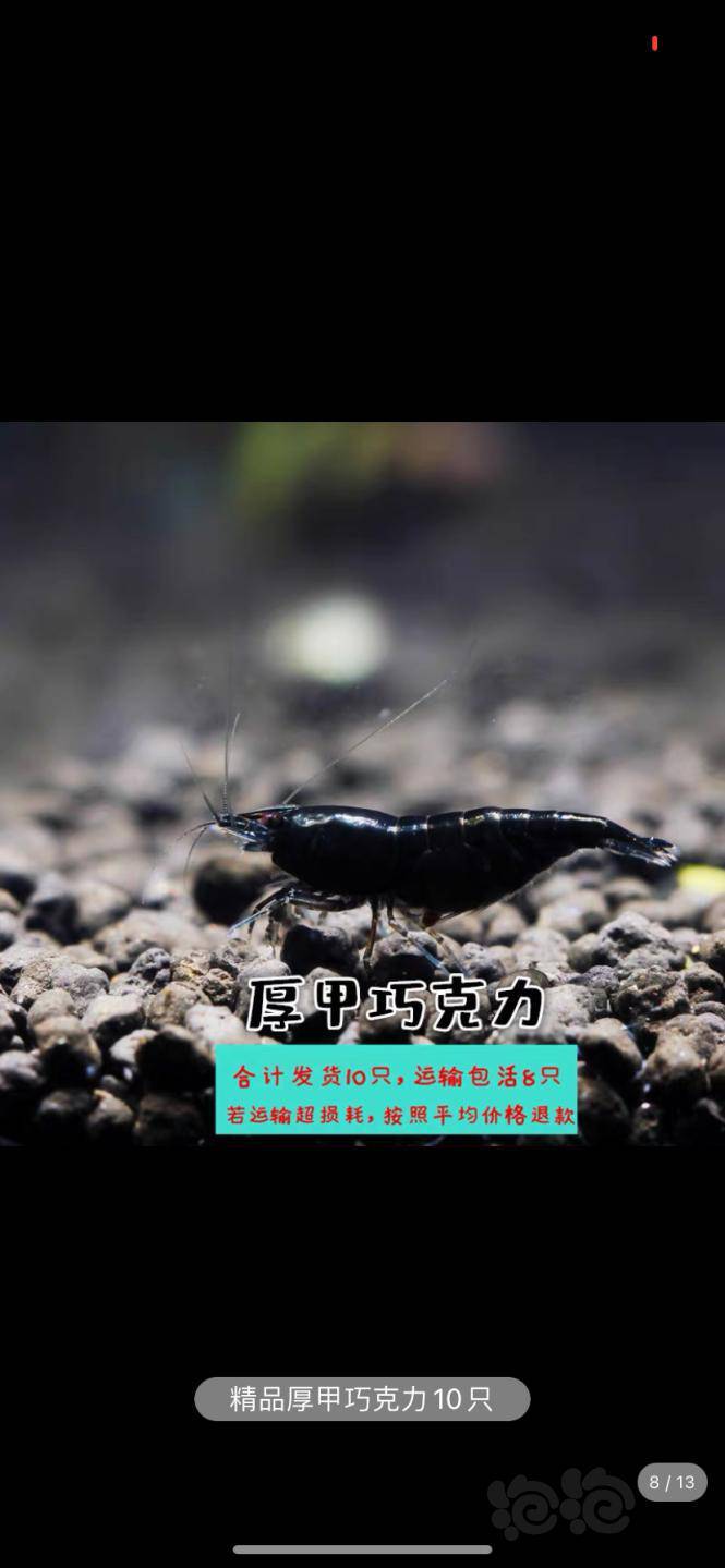 蓝宝石虾黑巧克力虾