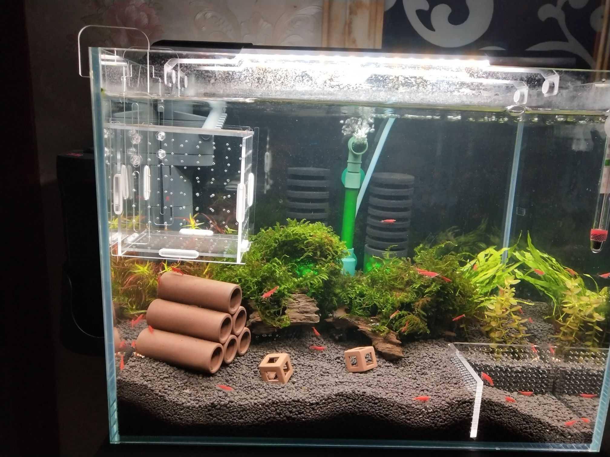 米虾缸集火
