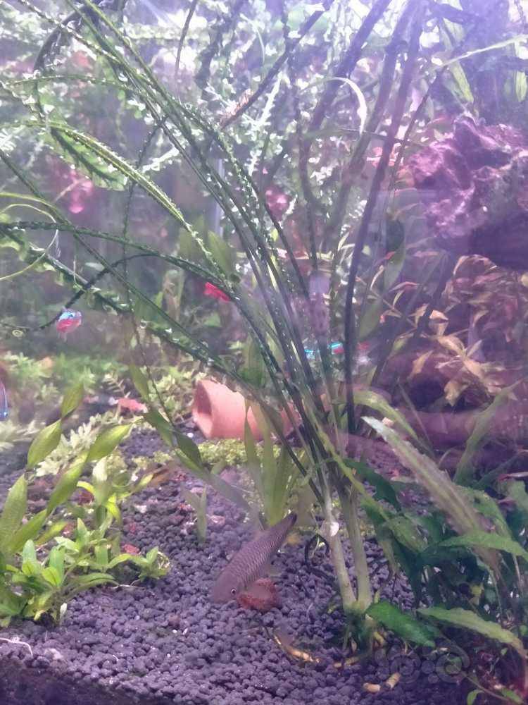 龙鞭草两颗150包邮