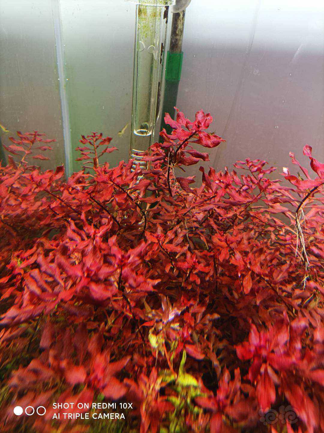 红太阳水草