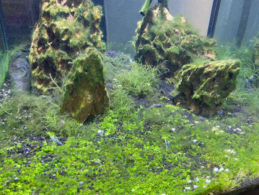 水草造景和种植 丝藻这么多,这个缸废了回复 分享 分享到微信