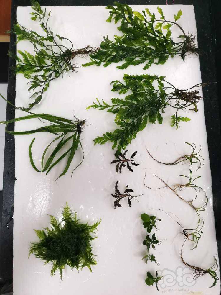 阴草引种套餐