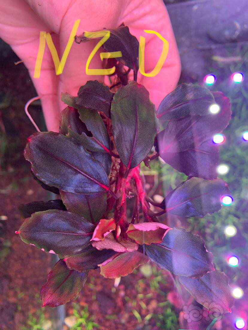 出红脉海红脉花neo