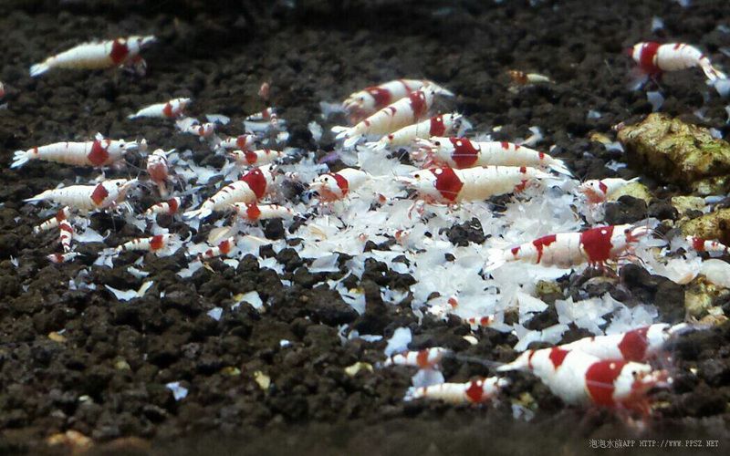 分享小技巧第六季：新手养水晶虾的一些误区。-图1