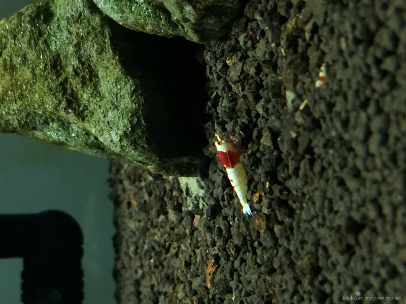虾房里的部分红白-图2
