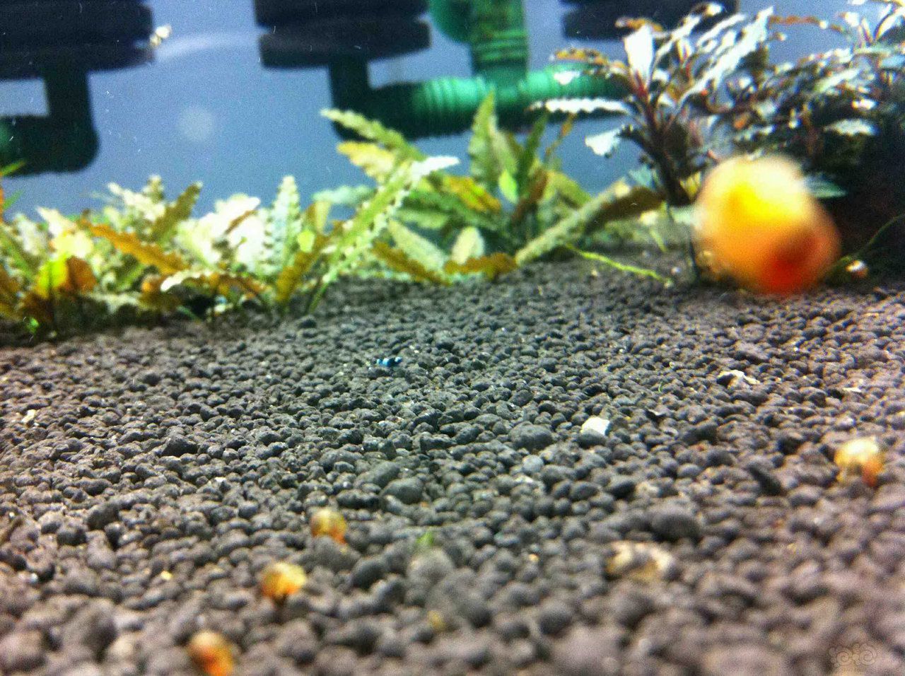小小的水晶虾-图2