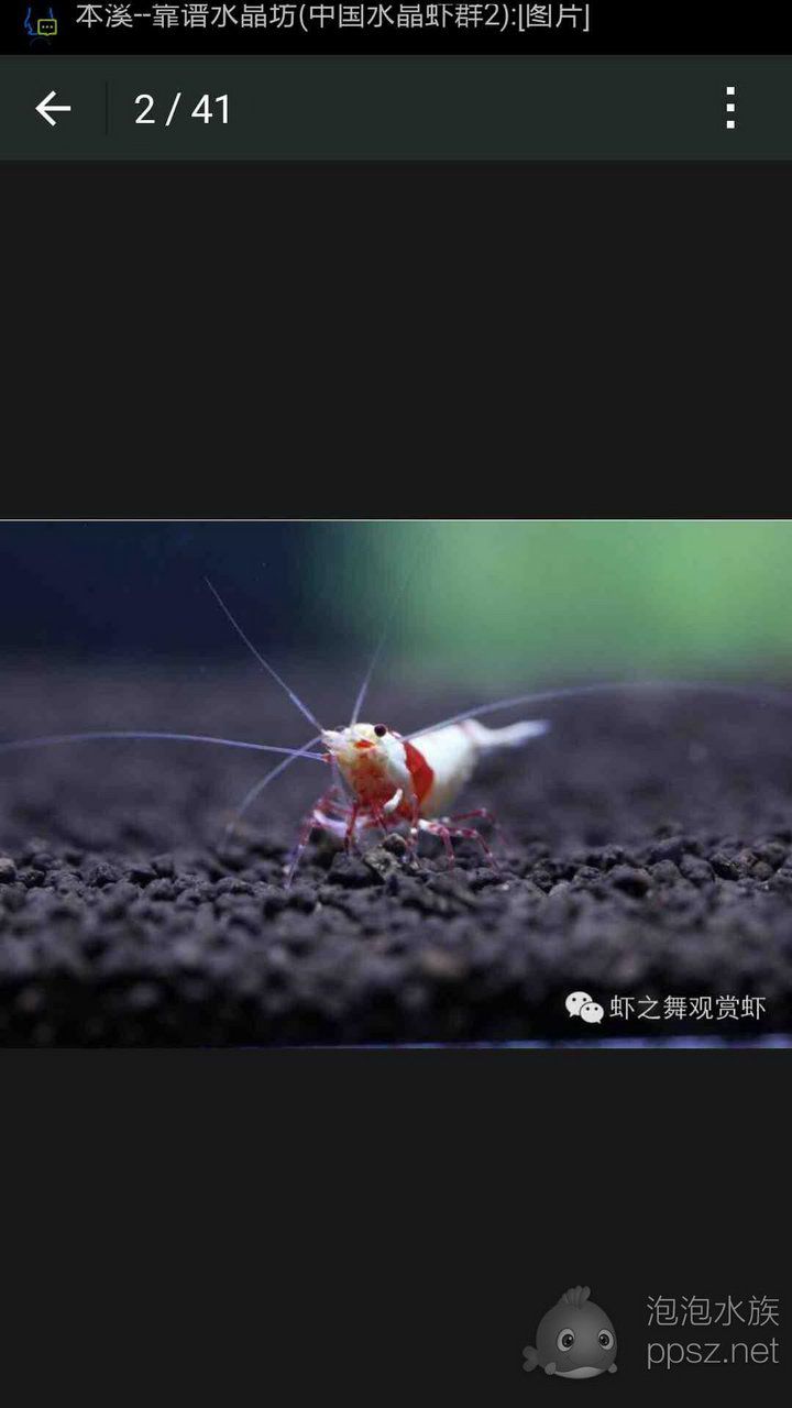 日本红白冠军虾各种价格-图1