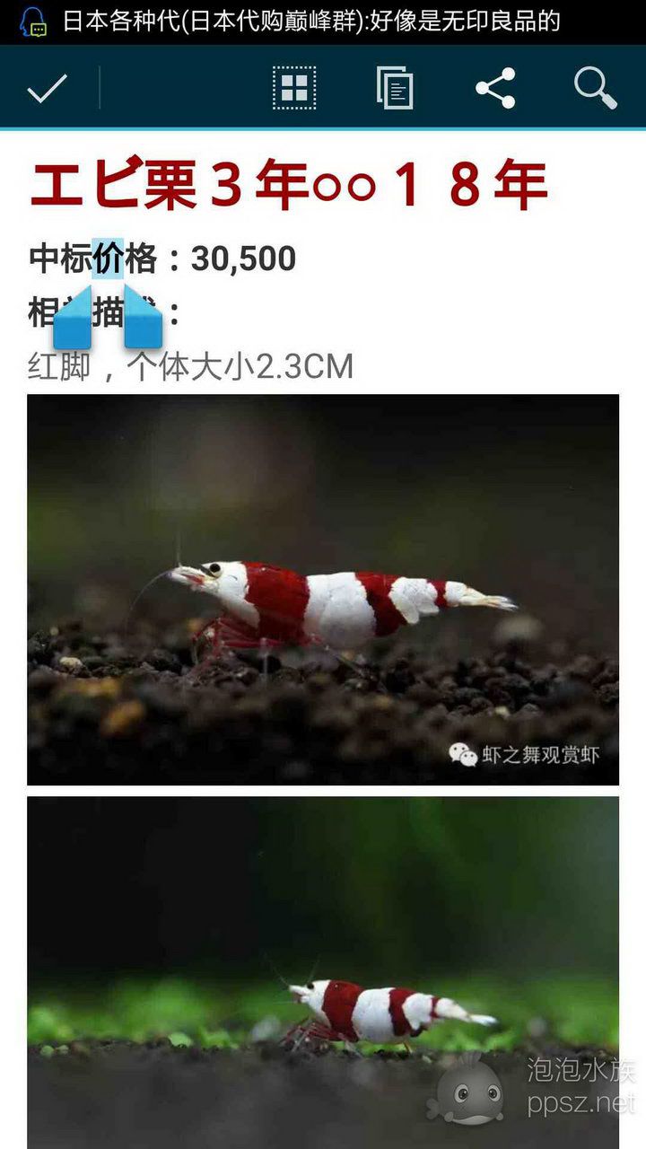 日本红白冠军虾各种价格-图4