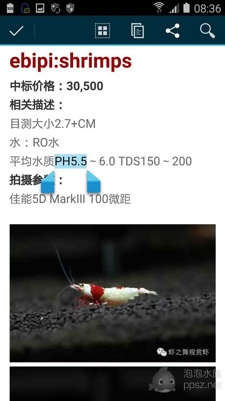 日本红白冠军虾各种价格-图6