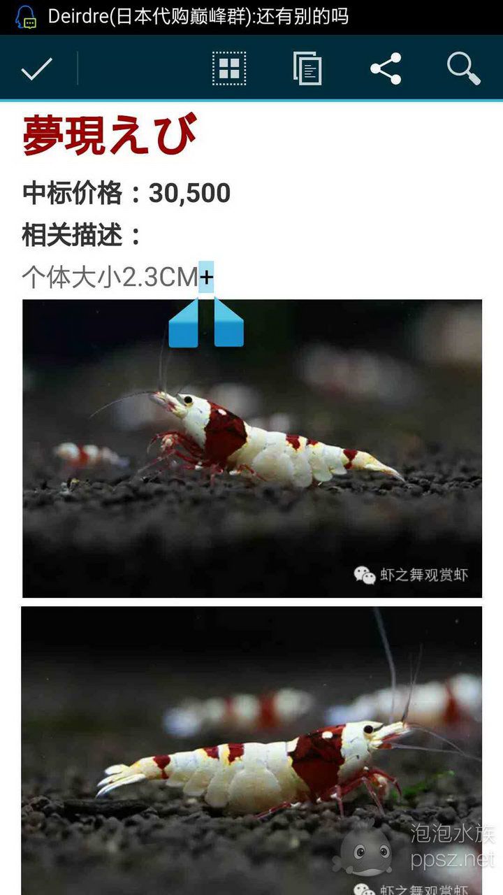 日本红白冠军虾各种价格-图2