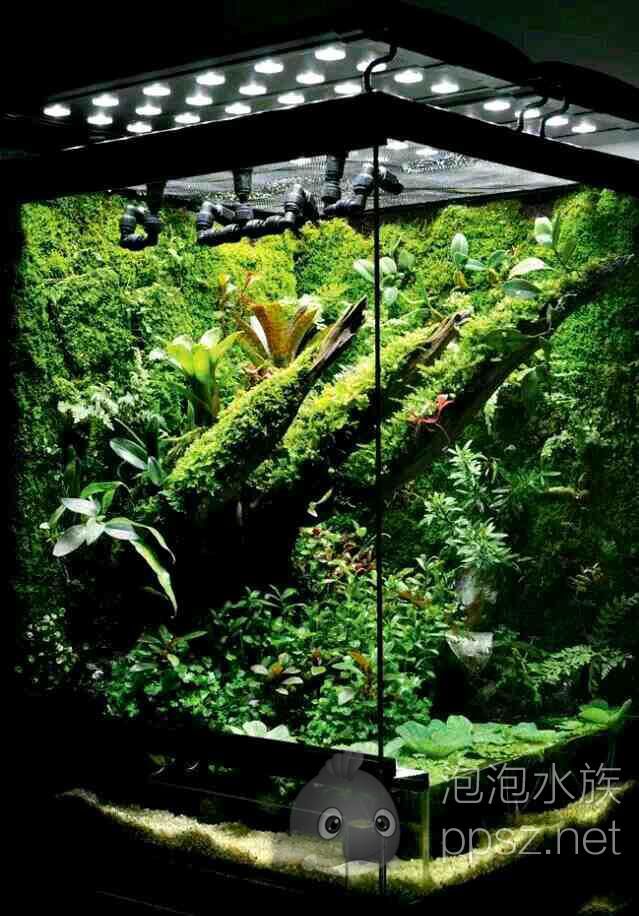 雨林生态缸造景作品欣赏三