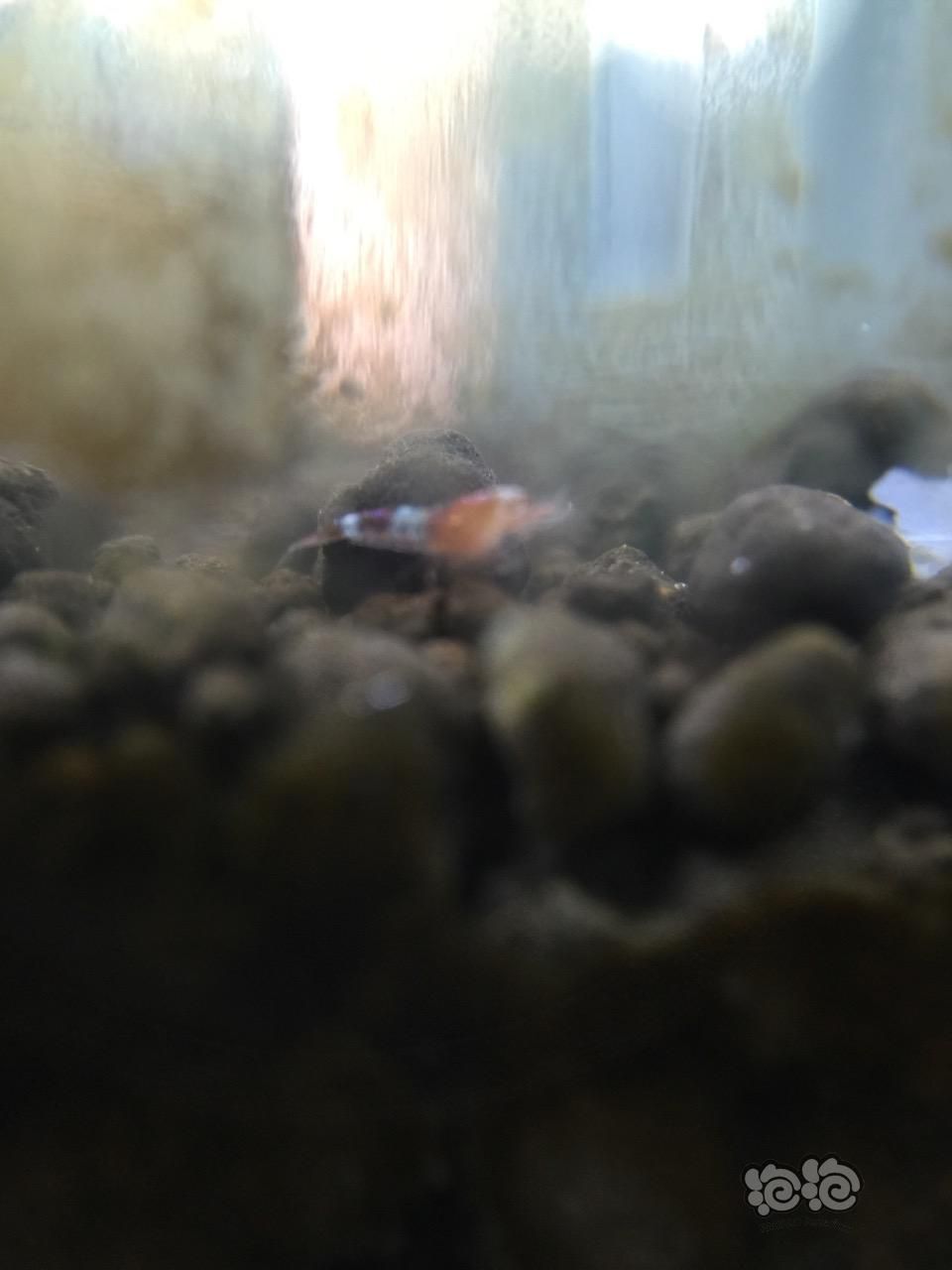 刚出生的红白小虾-图4