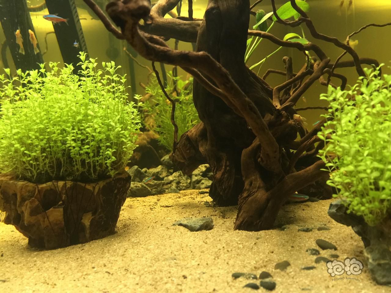 我的南美胡子鼠鱼缸